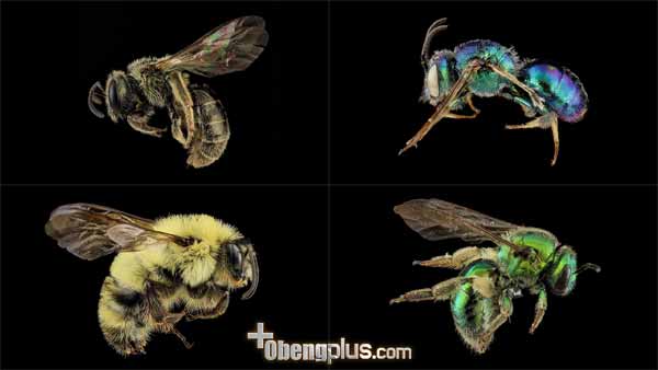 Bentuk lebah setidaknya di Amerika terdapat 4000 spesies