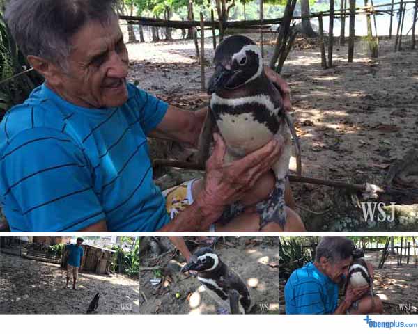 Binatang pinguin selalu pulang ke rumah penyelamatnya