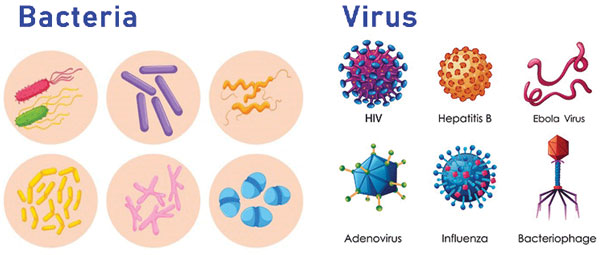 Virus dan bakteri bentuk ukuran