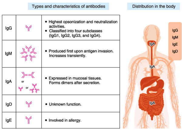 jenis karakter antibodi 