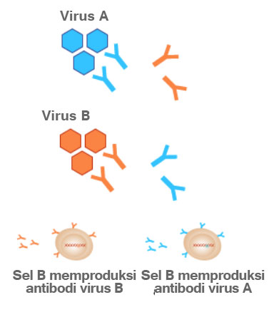 Antibodi sel B membuat antibodi dapat melawan virus bakteri