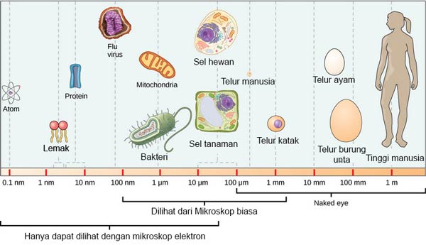 Virus dan bakteri bentuk ukuran dalam skala